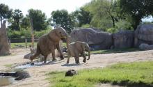 Reid Park Zoo elephants Semba and Penzi walking through their habitat of trees, rocks, grass and water on a sunny day
